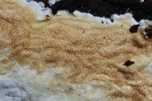  ( - FDS-CA-00988)  @11 [ ] by-nc (2024) Taye Bright Fungal Diversity Survey