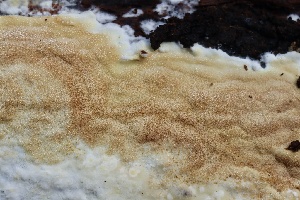  ( - FDS-CA-00988)  @11 [ ] by-nc (2024) Taye Bright Fungal Diversity Survey