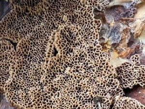  ( - FDS-CA-03731)  @11 [ ] by-nc (2024) Stu Pickell Fungal Diversity Survey