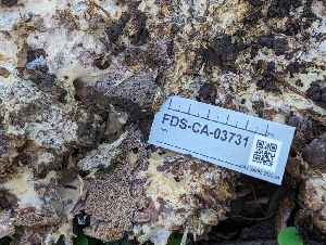  ( - FDS-CA-03731)  @11 [ ] by-nc (2024) Stu Pickell Fungal Diversity Survey