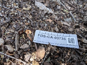  ( - FDS-CA-03735)  @11 [ ] by-nc (2024) Stu Pickell Fungal Diversity Survey