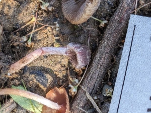  ( - FDS-CA-03736)  @11 [ ] by-nc (2024) Stu Pickell Fungal Diversity Survey