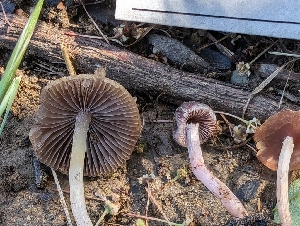  ( - FDS-CA-03736)  @11 [ ] by-nc (2024) Stu Pickell Fungal Diversity Survey