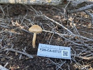  ( - FDS-CA-03737)  @11 [ ] by-nc (2024) Stu Pickell Fungal Diversity Survey