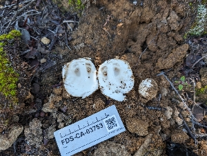  (Amanita sp. C22 - FDS-CA-03753)  @11 [ ] by-nc (2024) Stu Pickell Fungal Diversity Survey