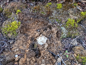  ( - FDS-CA-03753)  @11 [ ] by-nc (2024) Stu Pickell Fungal Diversity Survey