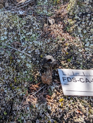  (Helvella sp. CA13 - FDS-CA-03754)  @11 [ ] by-nc (2024) Stu Pickell Fungal Diversity Survey