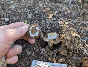  ( - FDS-CA-03756)  @11 [ ] by-nc (2024) Stu Pickell Fungal Diversity Survey
