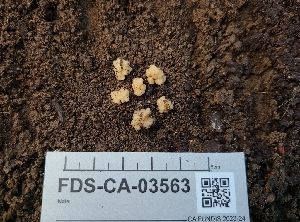  (Myrmecocystis - FDS-CA-03563)  @11 [ ] by-nc (2024) Fresno Mycology Society Fungal Diversity Survey