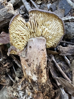  (Calocybe sp. onychina-PNW02 - FDS-CA-02073)  @11 [ ] by-nc (2024) Bat Vardeh Fungal Diversity Survey