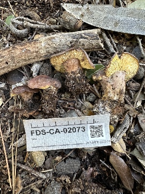  ( - FDS-CA-02073)  @11 [ ] by-nc (2024) Bat Vardeh Fungal Diversity Survey
