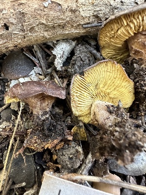  ( - FDS-CA-02073)  @11 [ ] by-nc (2024) Bat Vardeh Fungal Diversity Survey