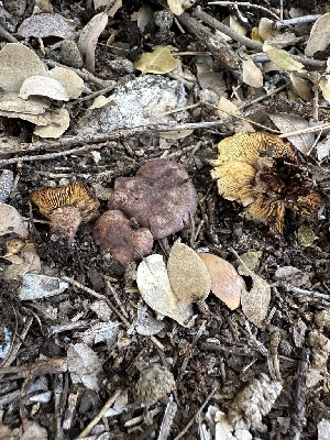  ( - FDS-CA-02071)  @11 [ ] by-nc (2024) Bat Vardeh Fungal Diversity Survey
