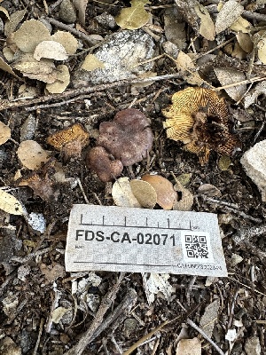  ( - FDS-CA-02071)  @11 [ ] by-nc (2024) Bat Vardeh Fungal Diversity Survey