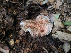  ( - FDS-CA-03570)  @11 [ ] by-nc (2024) Fresno Mycology Society Fungal Diversity Survey