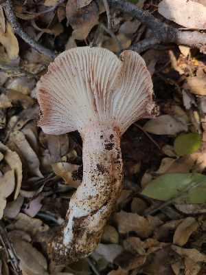  ( - FDS-CA-03570)  @11 [ ] by-nc (2024) Fresno Mycology Society Fungal Diversity Survey
