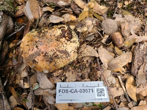  (Calonarius sp CA-03 - FDS-CA-03571)  @11 [ ] by-nc (2024) Fresno Mycology Society Fungal Diversity Survey