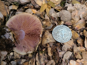  ( - FDS-CA-03571)  @11 [ ] by-nc (2024) Fresno Mycology Society Fungal Diversity Survey