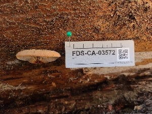  ( - FDS-CA-03572)  @11 [ ] by-nc (2024) Fresno Mycology Society Fungal Diversity Survey