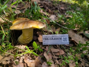  ( - FDS-CA-03574)  @11 [ ] by-nc (2024) Fresno Mycology Society Fungal Diversity Survey