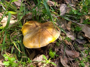  ( - FDS-CA-03574)  @11 [ ] by-nc (2024) Fresno Mycology Society Fungal Diversity Survey