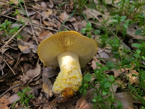  ( - FDS-CA-03574)  @11 [ ] by-nc (2024) Fresno Mycology Society Fungal Diversity Survey
