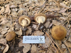  ( - FDS-CA-03575)  @11 [ ] by-nc (2024) Fresno Mycology Society Fungal Diversity Survey