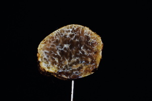  ( - FDS-CA-03559)  @11 [ ] by-nc (2024) Fresno Mycology Society Fungal Diversity Survey