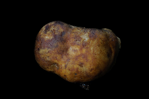  ( - FDS-CA-03569)  @11 [ ] by-nc (2024) Fresno Mycology Society Fungal Diversity Survey