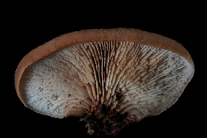  ( - FDS-CA-03572)  @11 [ ] by-nc (2024) Fresno Mycology Society Fungal Diversity Survey