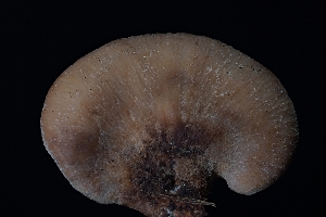  ( - FDS-CA-03572)  @11 [ ] by-nc (2024) Fresno Mycology Society Fungal Diversity Survey
