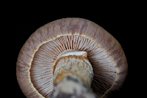  ( - FDS-CA-03575)  @11 [ ] by-nc (2024) Fresno Mycology Society Fungal Diversity Survey