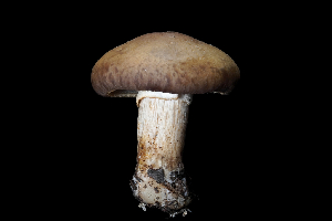  ( - FDS-CA-03575)  @11 [ ] by-nc (2024) Fresno Mycology Society Fungal Diversity Survey