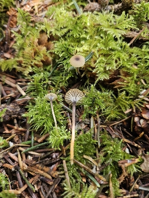  ( - FDS-CA-02118)  @11 [ ] by (2024) Mandy Hackney Fungal Diversity Survey