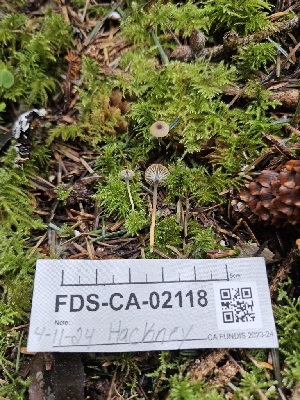  ( - FDS-CA-02118)  @11 [ ] by (2024) Mandy Hackney Fungal Diversity Survey