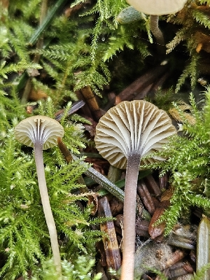  ( - FDS-CA-02118)  @11 [ ] by (2024) Mandy Hackney Fungal Diversity Survey