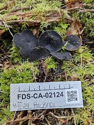  ( - FDS-CA-02124)  @11 [ ] by (2024) Mandy Hackney Fungal Diversity Survey