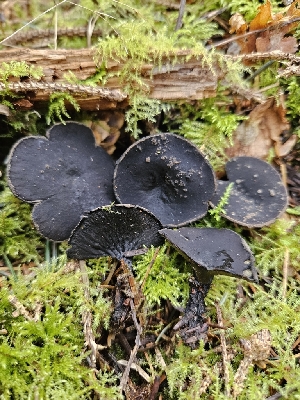 ( - FDS-CA-02124)  @11 [ ] by (2024) Mandy Hackney Fungal Diversity Survey