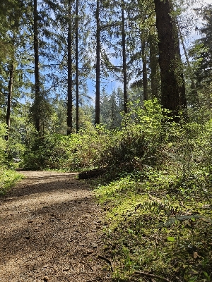  ( - FDS-CA-02124)  @11 [ ] by (2024) Mandy Hackney Fungal Diversity Survey