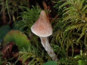  ( - FDS-CA-02123)  @11 [ ] by (2024) Mandy Hackney Fungal Diversity Survey