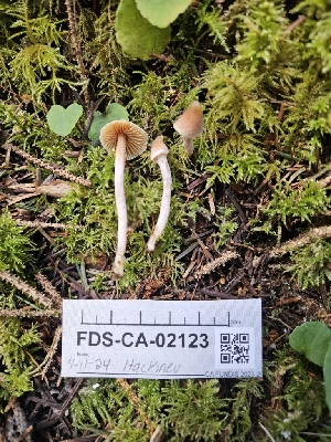  ( - FDS-CA-02123)  @11 [ ] by (2024) Mandy Hackney Fungal Diversity Survey