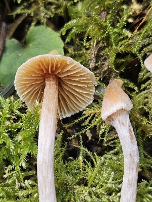  ( - FDS-CA-02123)  @11 [ ] by (2024) Mandy Hackney Fungal Diversity Survey