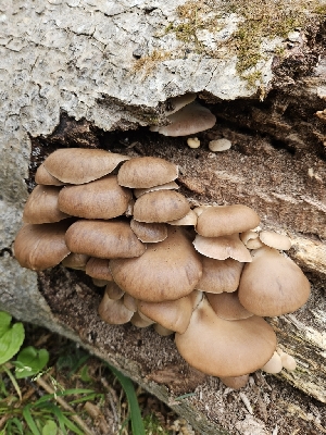  ( - FDS-CA-02122)  @11 [ ] by (2024) Mandy Hackney Fungal Diversity Survey