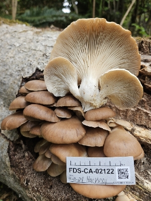  ( - FDS-CA-02122)  @11 [ ] by (2024) Mandy Hackney Fungal Diversity Survey