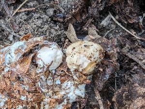  ( - FDS-CA-03812)  @11 [ ] by-nc (2024) Stu Pickell Fungal Diversity Survey