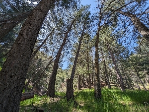  ( - FDS-CA-03813)  @11 [ ] by-nc (2024) Stu Pickell Fungal Diversity Survey
