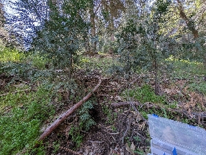  ( - FDS-CA-03816)  @11 [ ] by-nc (2024) Stu Pickell Fungal Diversity Survey