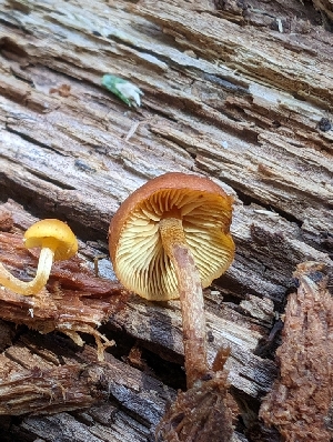  ( - FDS-CA-03821)  @11 [ ] by-nc (2024) Stu Pickell Fungal Diversity Survey