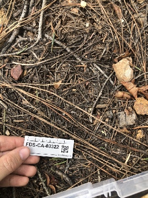  ( - FDS-CA-03322)  @11 [ ] by (2024) Justin Paulin Fungal Diversity Survey