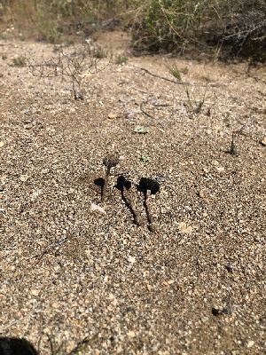  ( - FDS-CA-03316)  @11 [ ] by (2024) Justin Paulin Fungal Diversity Survey